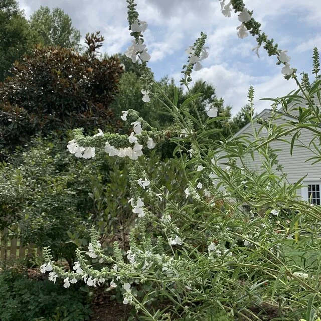 plants S-T — issima